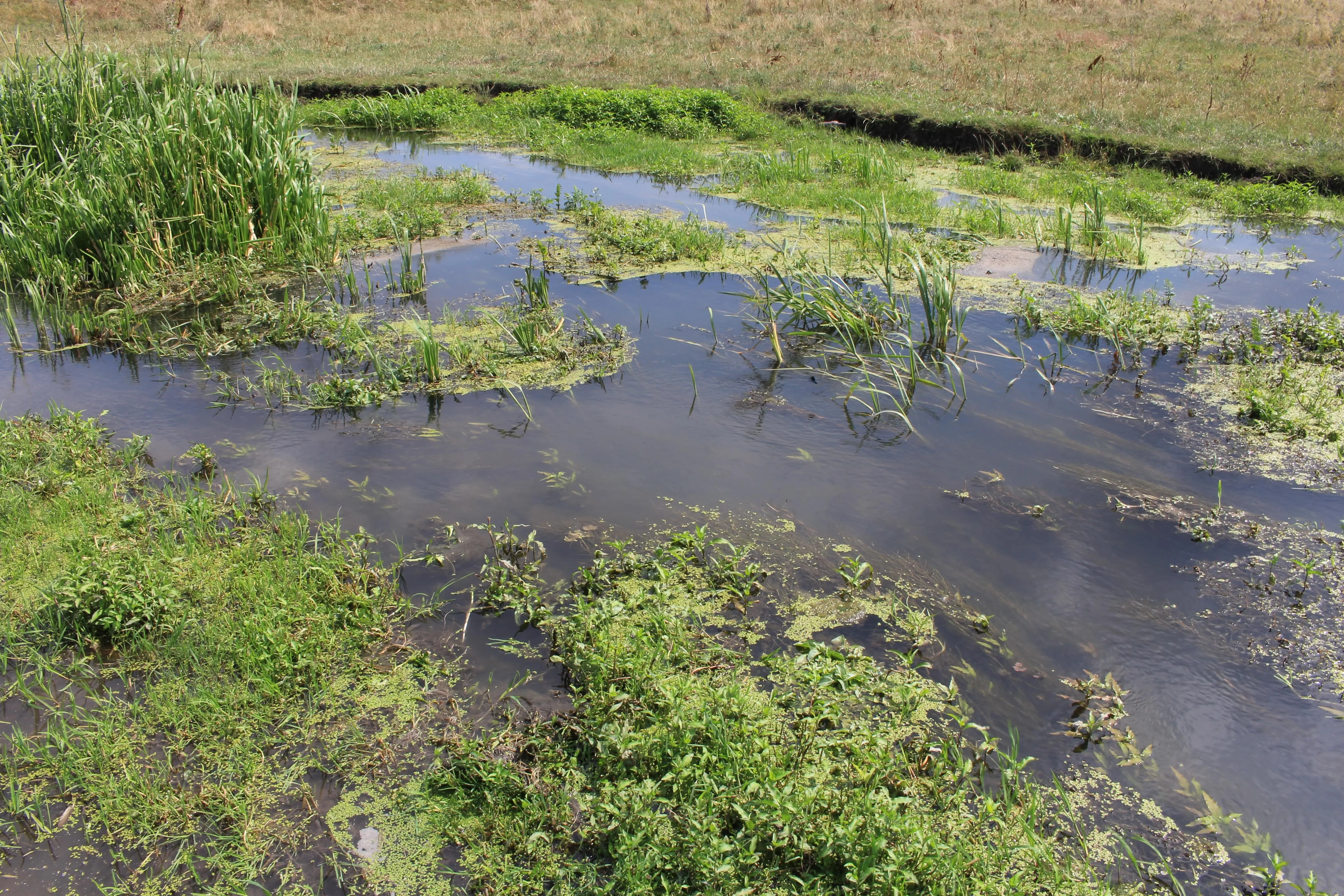 Заболачивание воды
