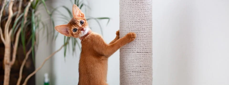 Абиссинская кошка