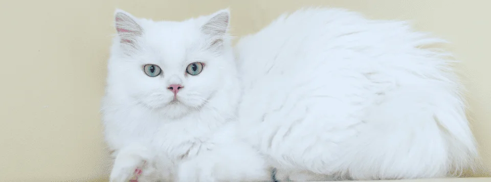 Кошка наполеон