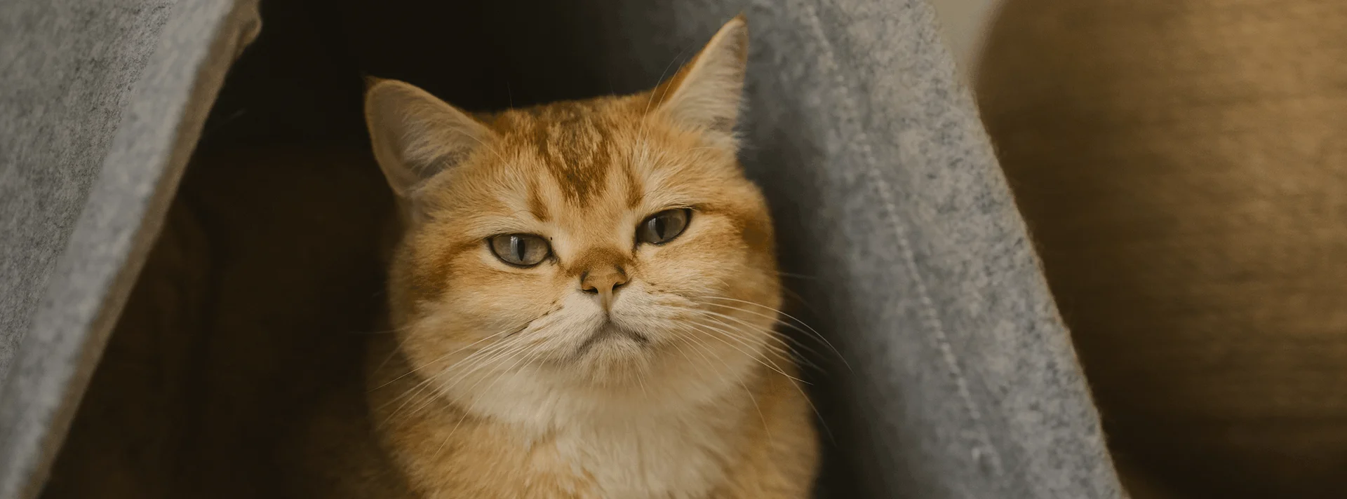 Лежанка для кошки