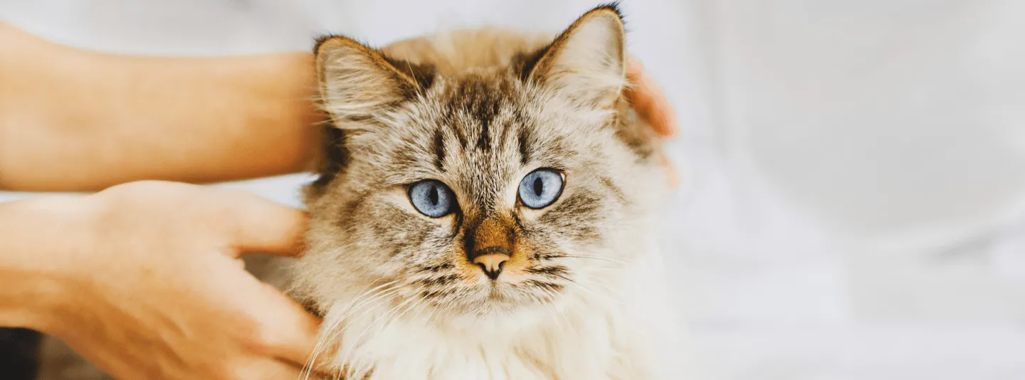 Кошка не любит сидеть на руках