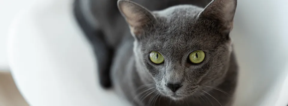 Сколько таурина нужно кошке в день?