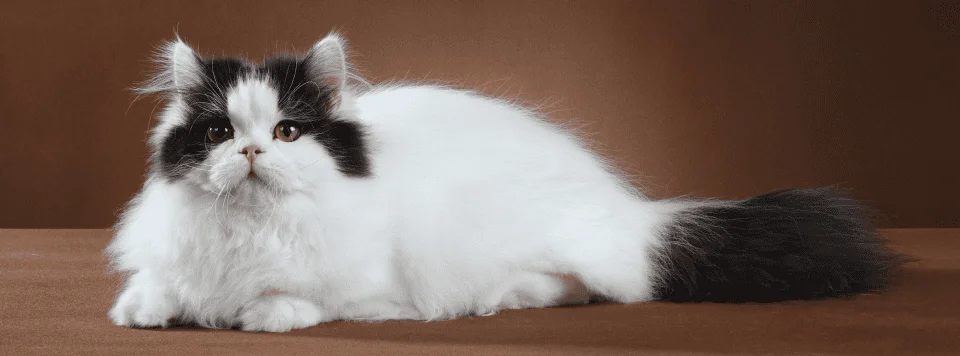 Фото породы наполеон