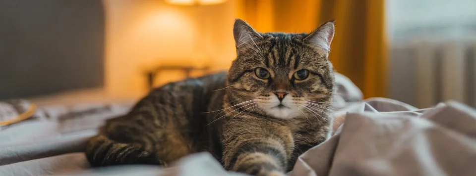 Основные причины ночного мяуканья