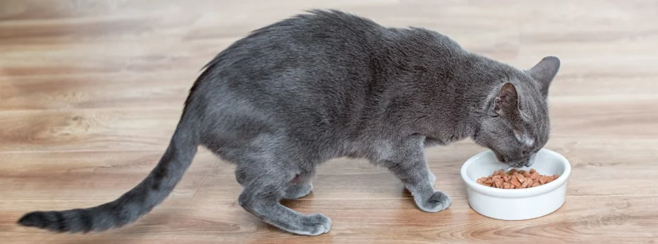 Корм для кошки