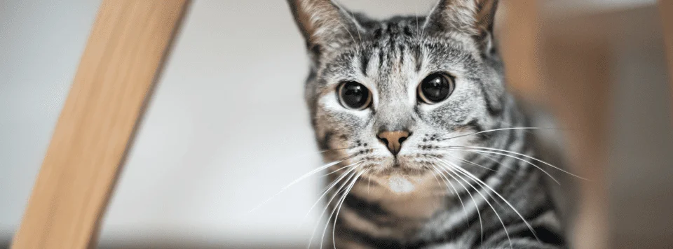 Расширенные зрачки у кошки