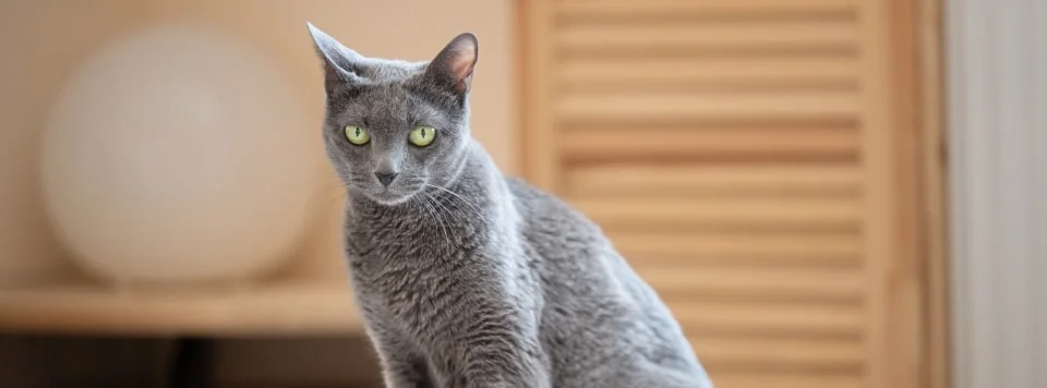 Адаптация в новом доме