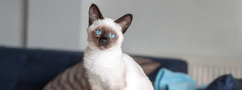 Котенок сиамской кошки