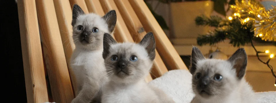 Сиамские котята