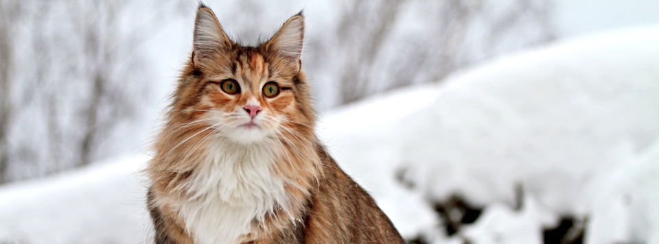 Норвежский лесной кот