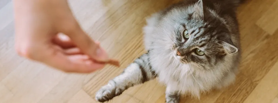 Угощение для кошки