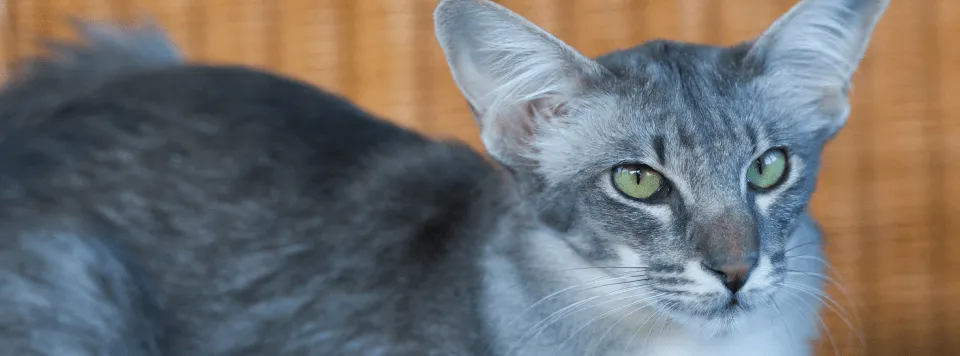 Фото породы яванес