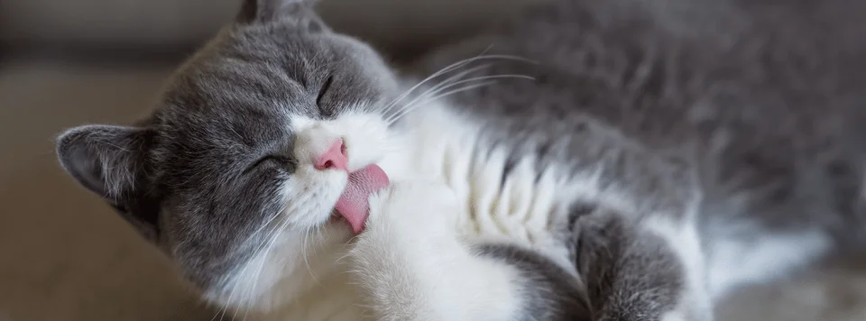 Медицинские проблемы, вызывающие частое облизывание