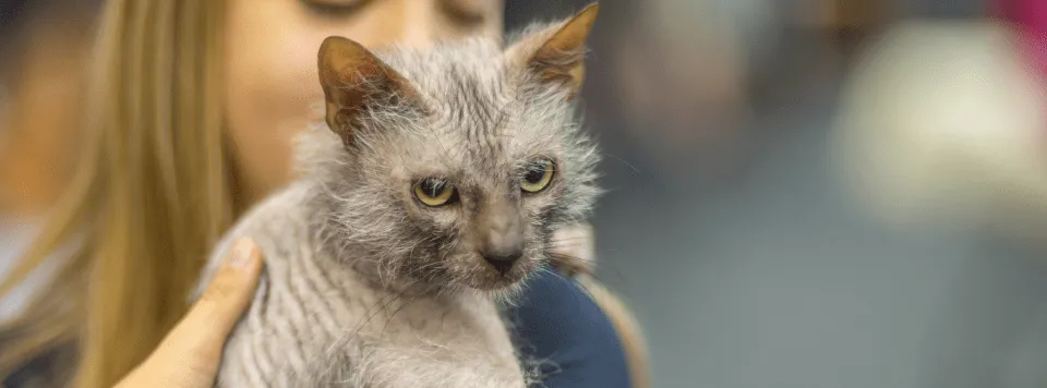 Характер породы ликой