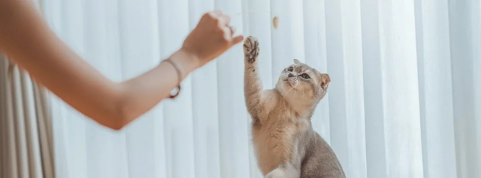 Кормление и игры с кошкой в новой квартире