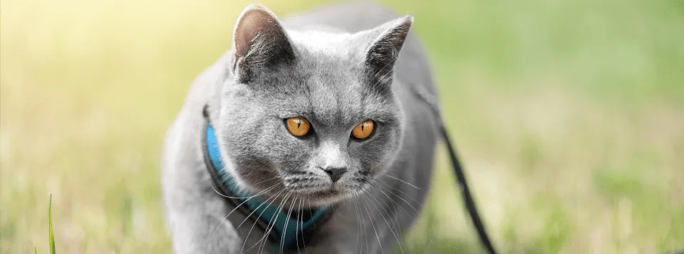 Безопасность кошки на улице