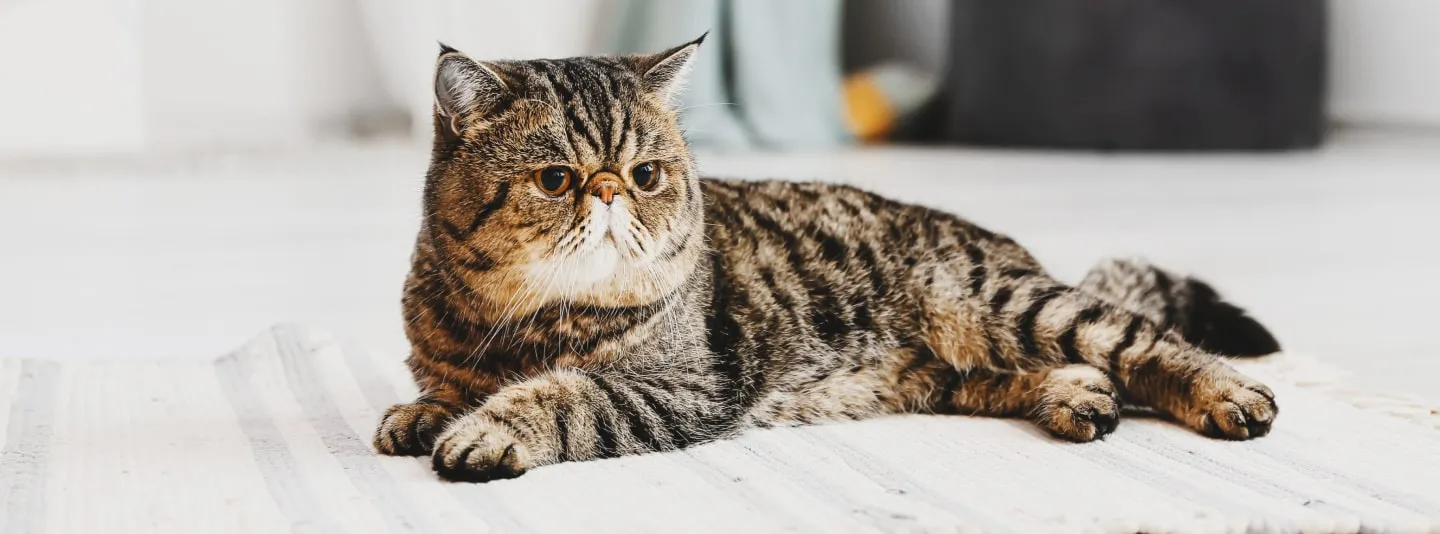 Экзотическая кошка