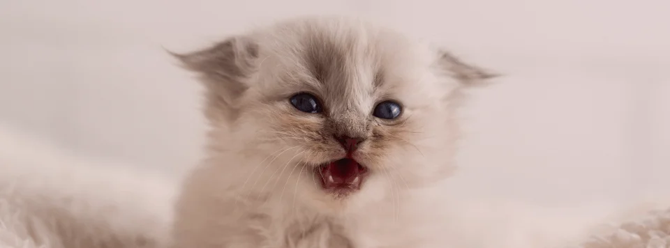 Молочные зубы у котят