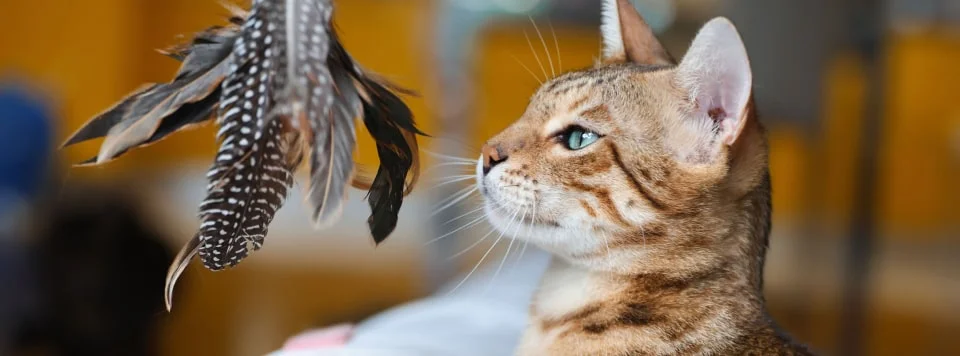 Бенгальская кошка