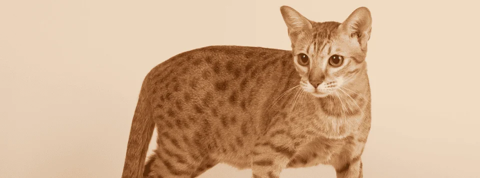 Фото оцикета