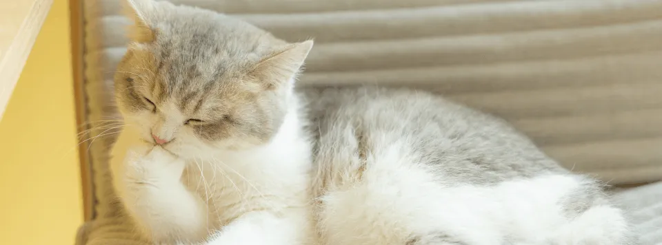 Проблемы с зубами у кошки