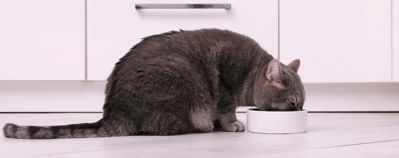 Кормление кошки