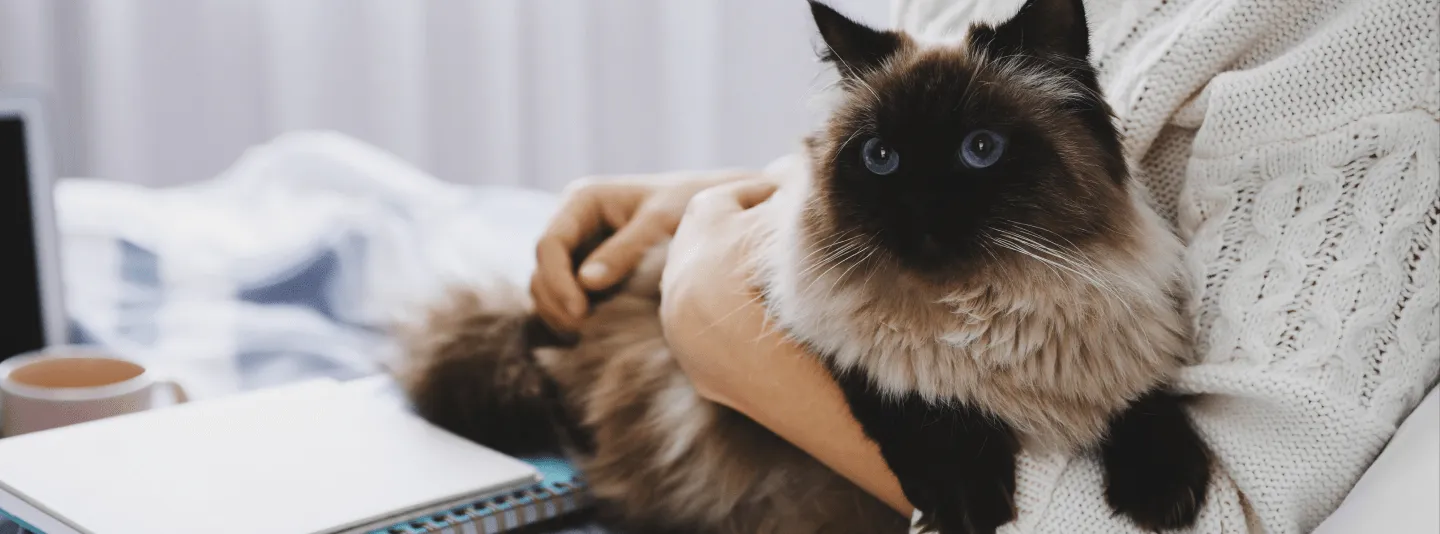 Приучение кошки к рукам