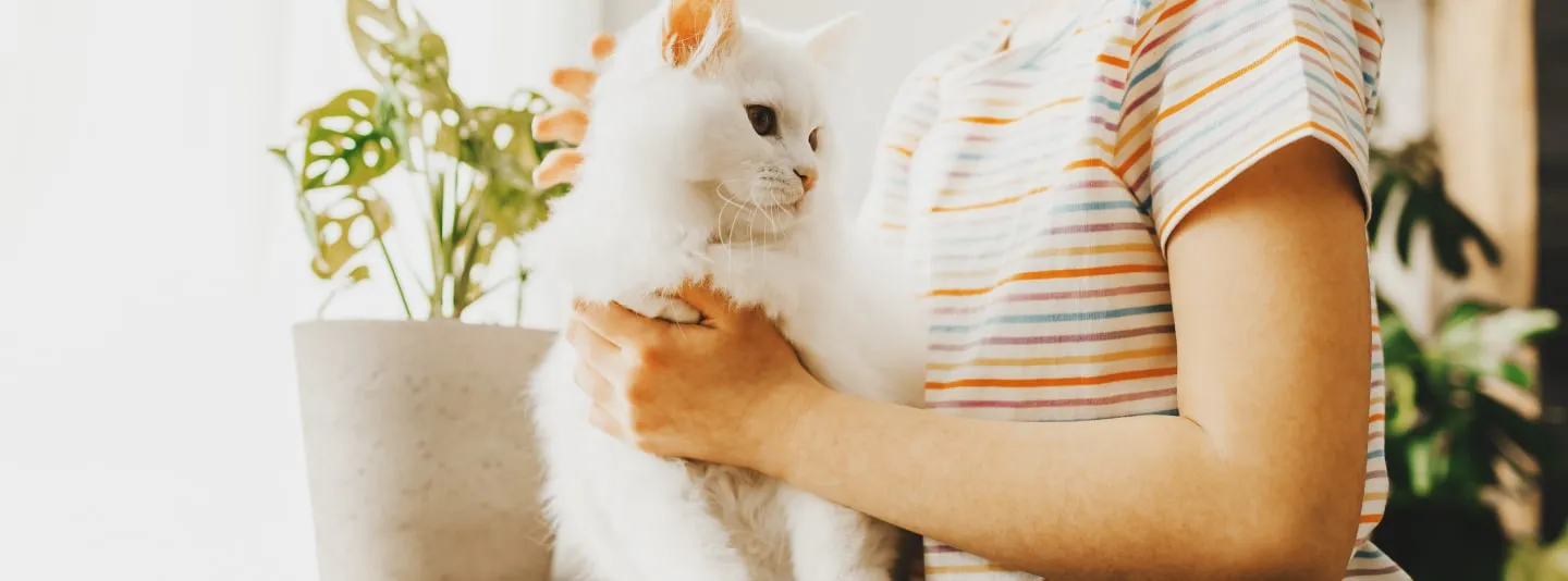 Симптомы аллергии на кошек