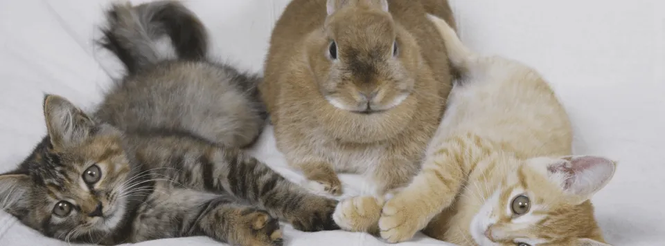 Отношения кошки с кроликом