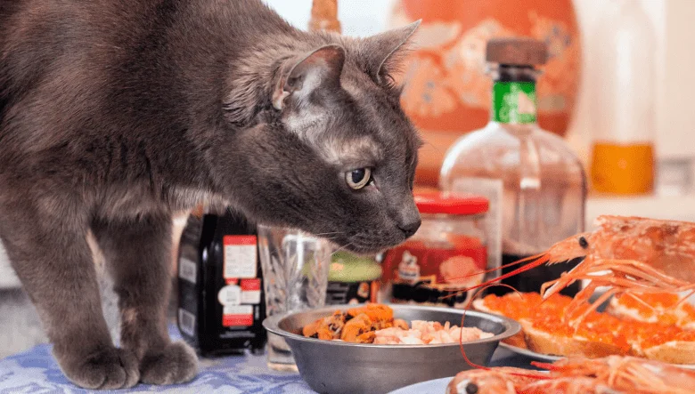 Морепродукты для кошки