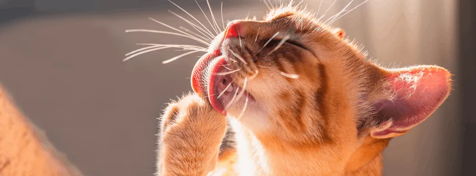 Как кошки вылизываются?