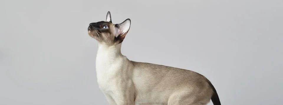 Сиамская кошка