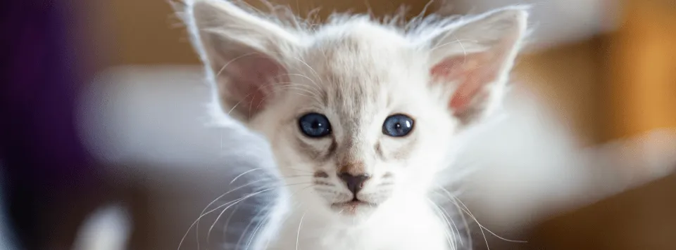 Котенок яванской кошки