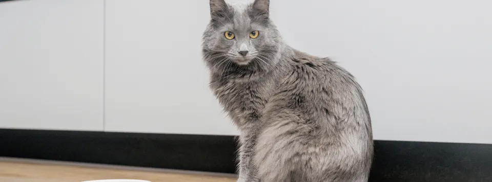 Где содержится таурин?