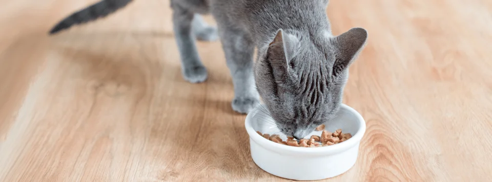 Сбалансированное питание кошки