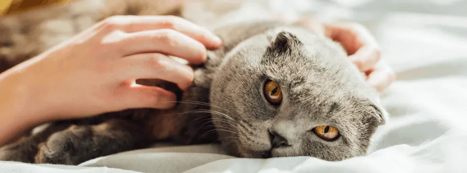 Как отучить кошку будить всех рано утром?