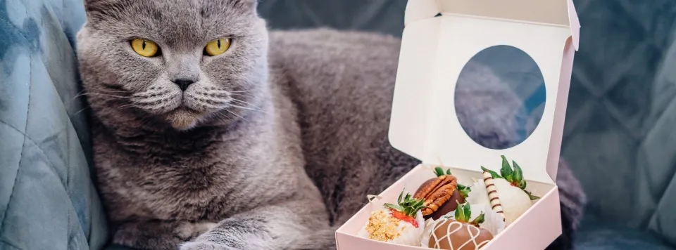 Кошка и конфеты