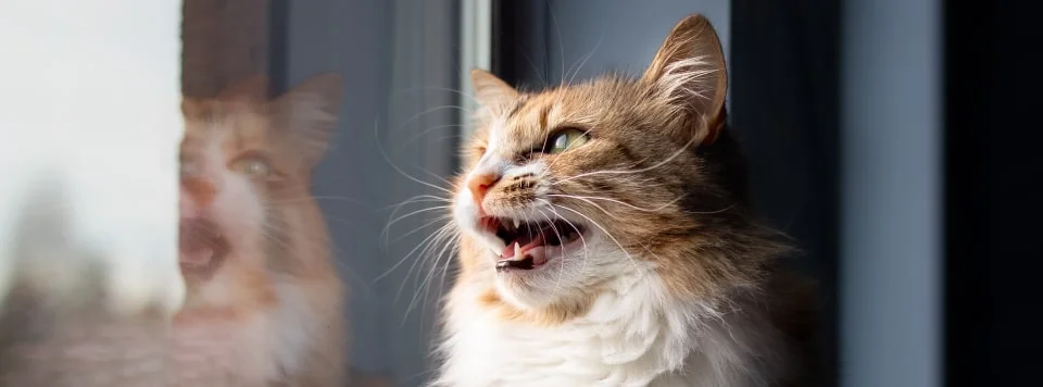 Естественные причины мяуканья