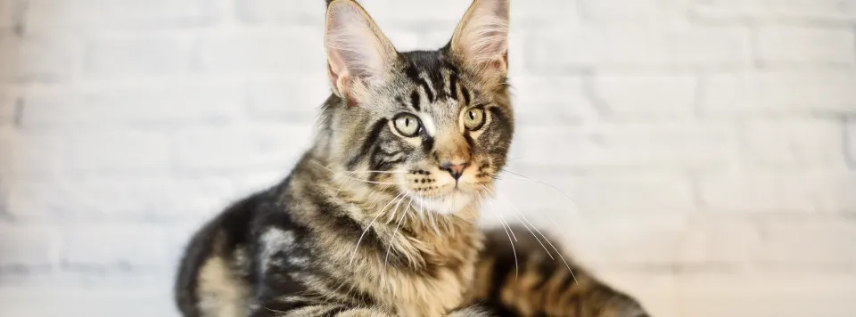 Нужны ли кошки овощи?