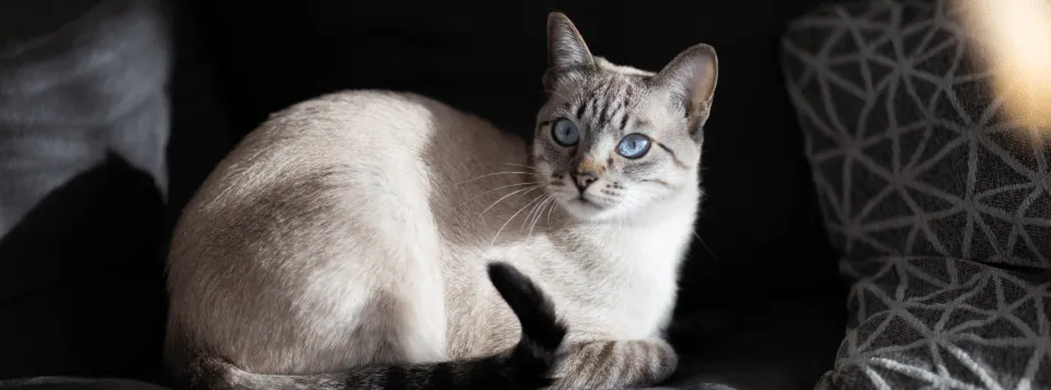 Симптомы и последствия дефицита таурина