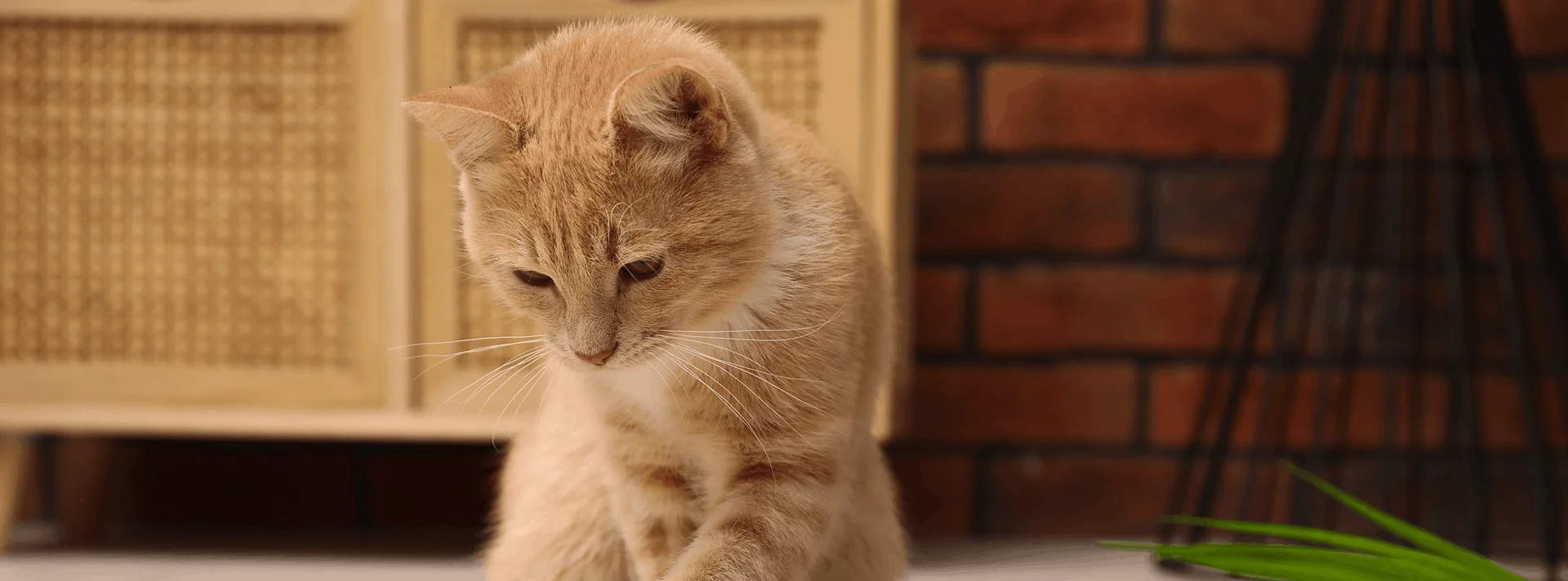 Токсичные растения для кошек