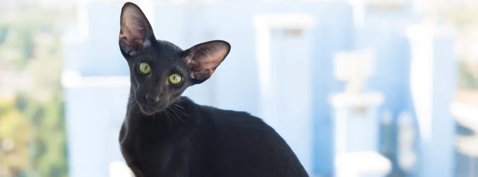 Ориентальная кошка