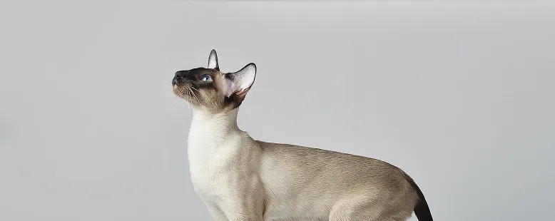 Внешность ориентальных кошек