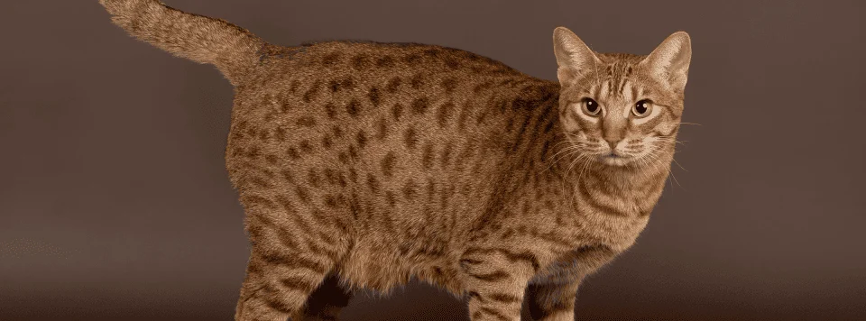 Внешность породы оцикет