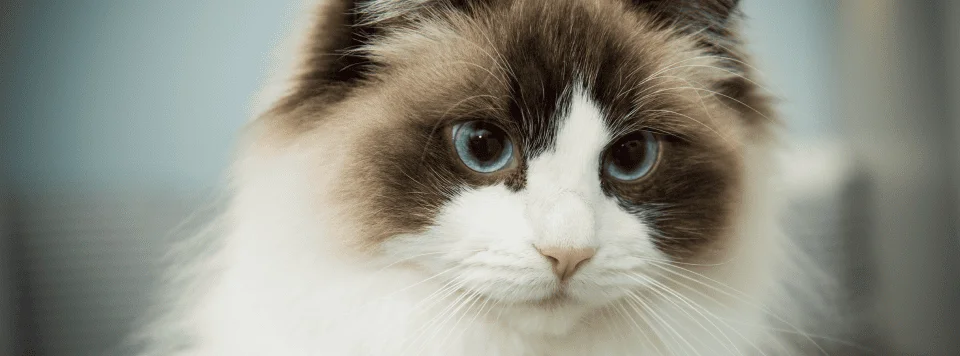 Почему у кошек расширяются зрачки?