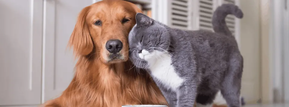 Дружба между животными?