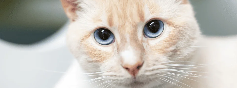 Возрастные изменения глаз