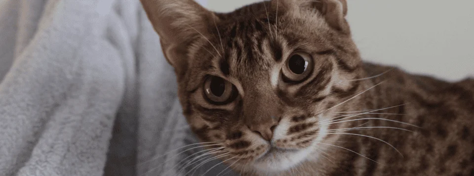 Глаза оцикета