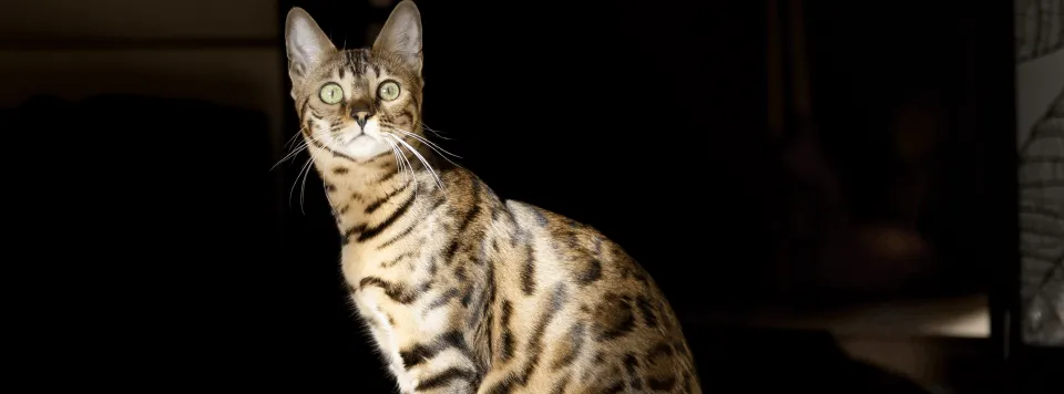 Окрас бенгалов