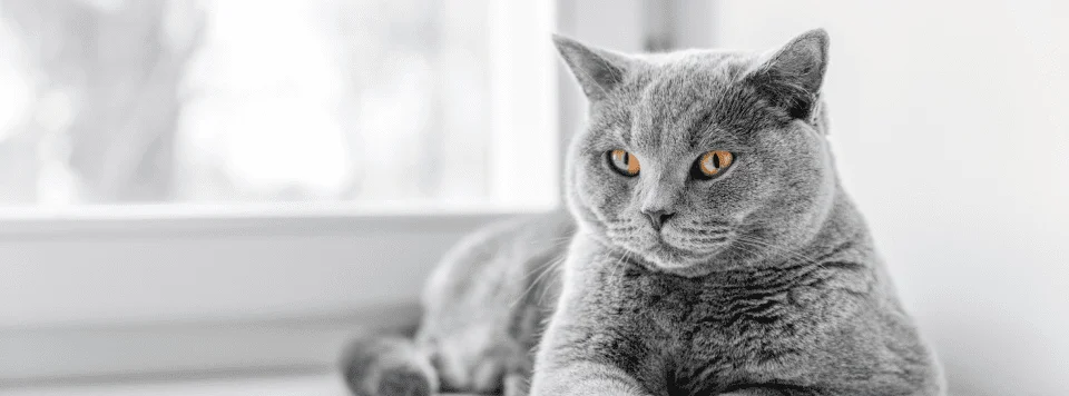 Британская короткошерстная